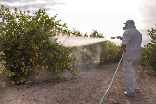 Best Local Pest Control Services  in Sunset Hills, MO
