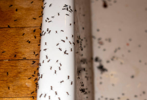 Pest Control for Restaurants in Sunset Hills, MO