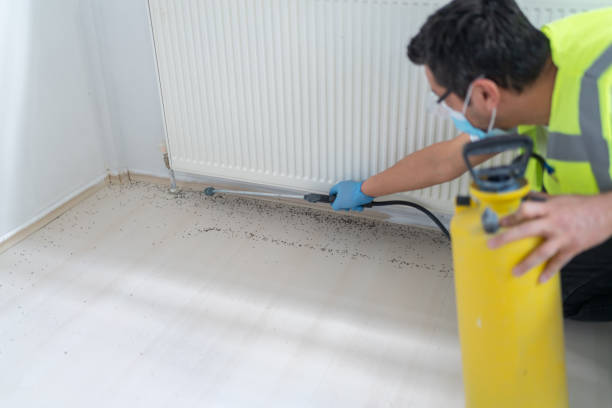 Best Flea Control Services  in Sunset Hills, MO